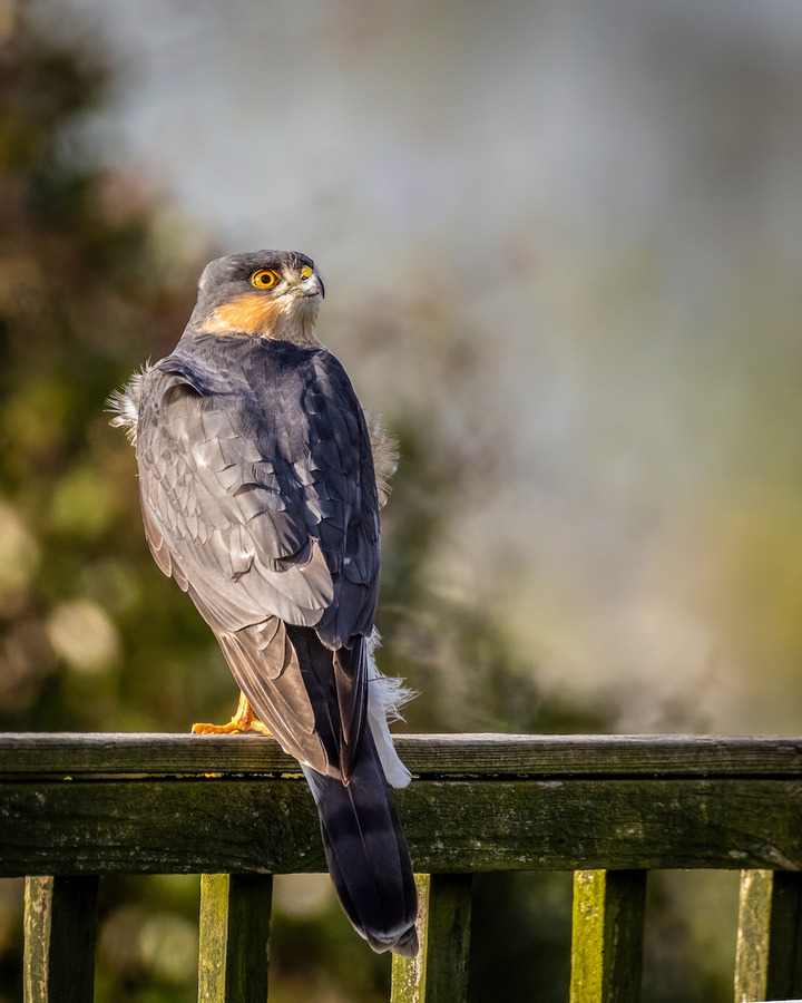 Windswept But Still Hunting - Pat Ainger